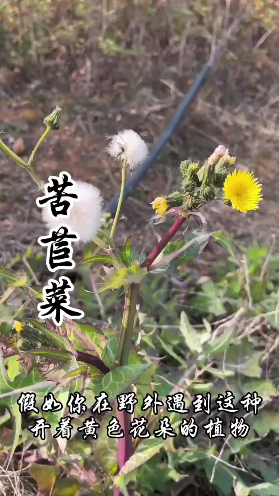 苦苣菜，灾荒年代的救命菜，你吃过吗