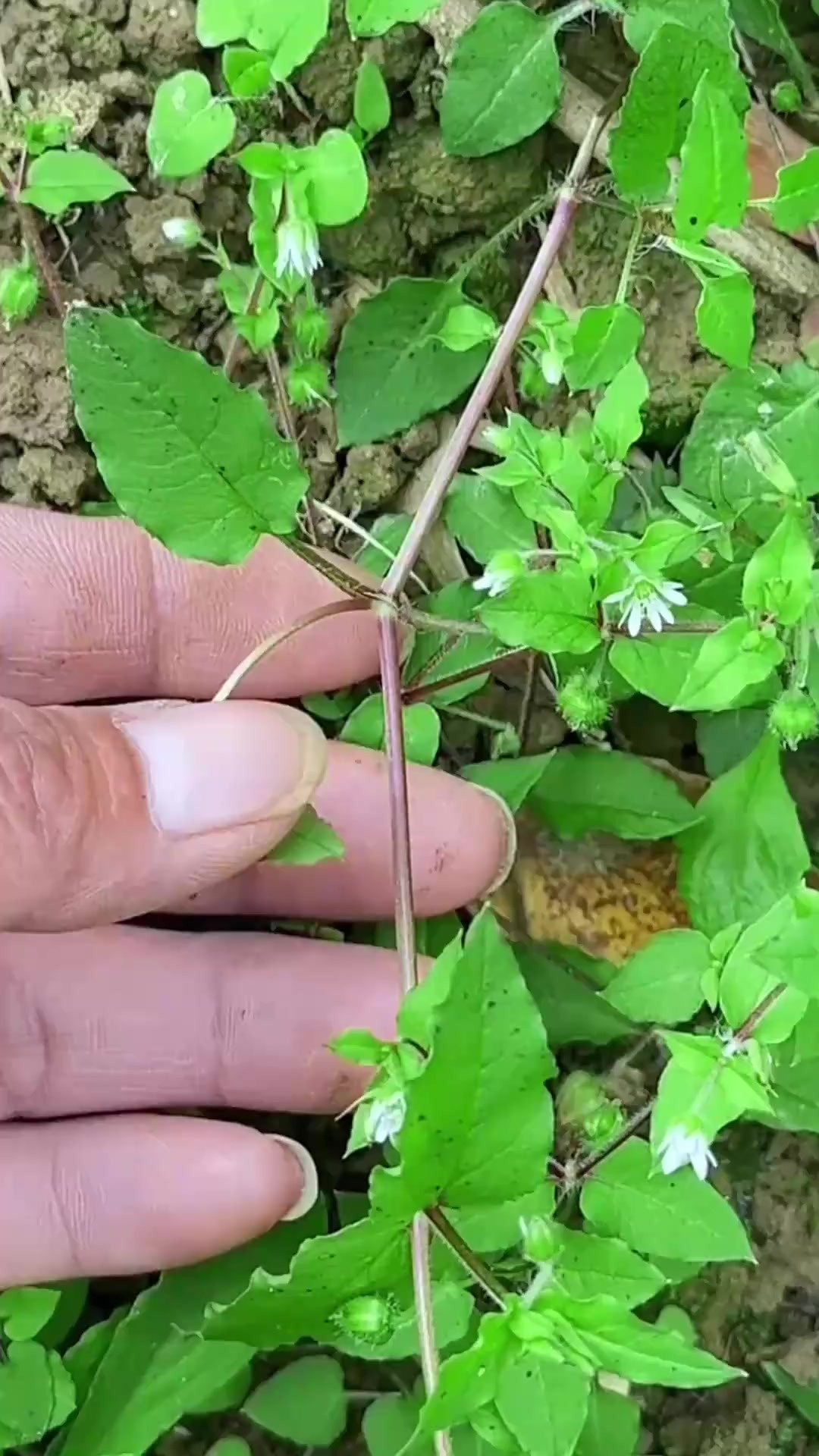 农村人采摘鹅肠菜，你见过吗？开着白花的植物