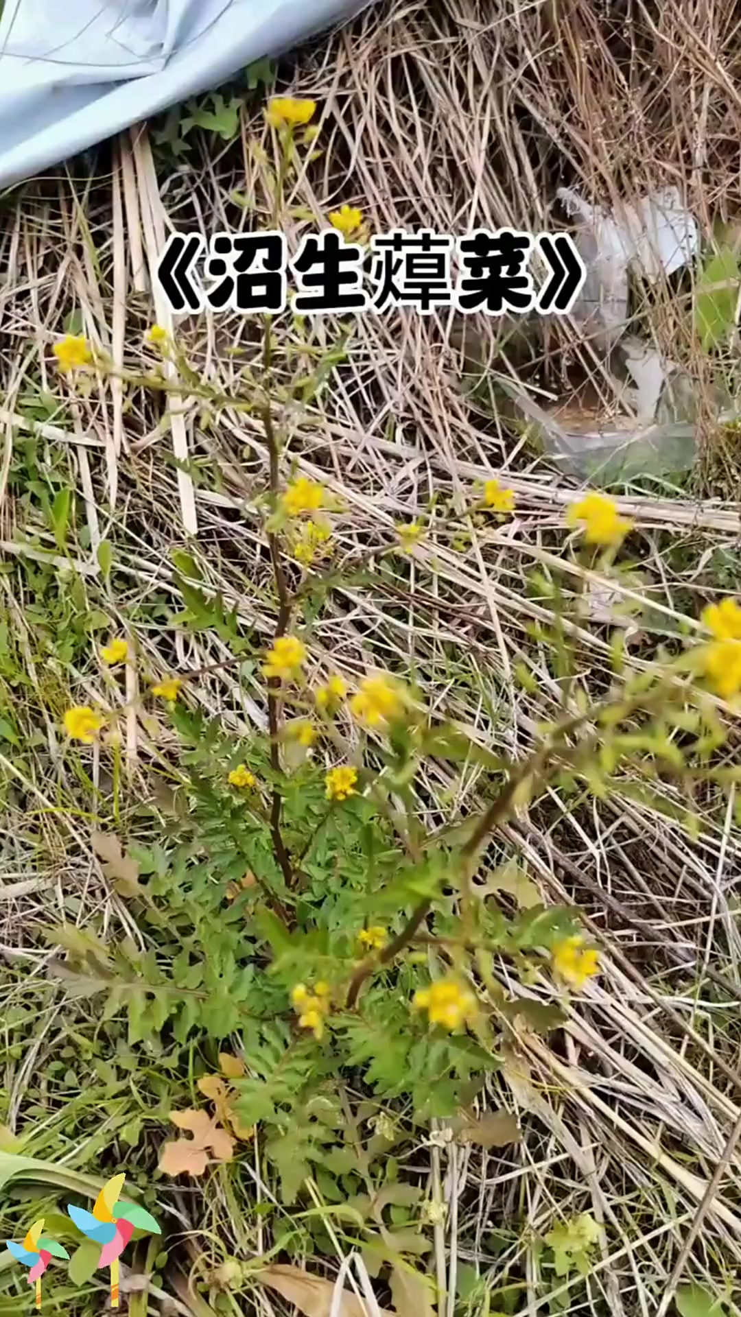 沼生蔊菜：名字陌生，它在自然中有啥作用？