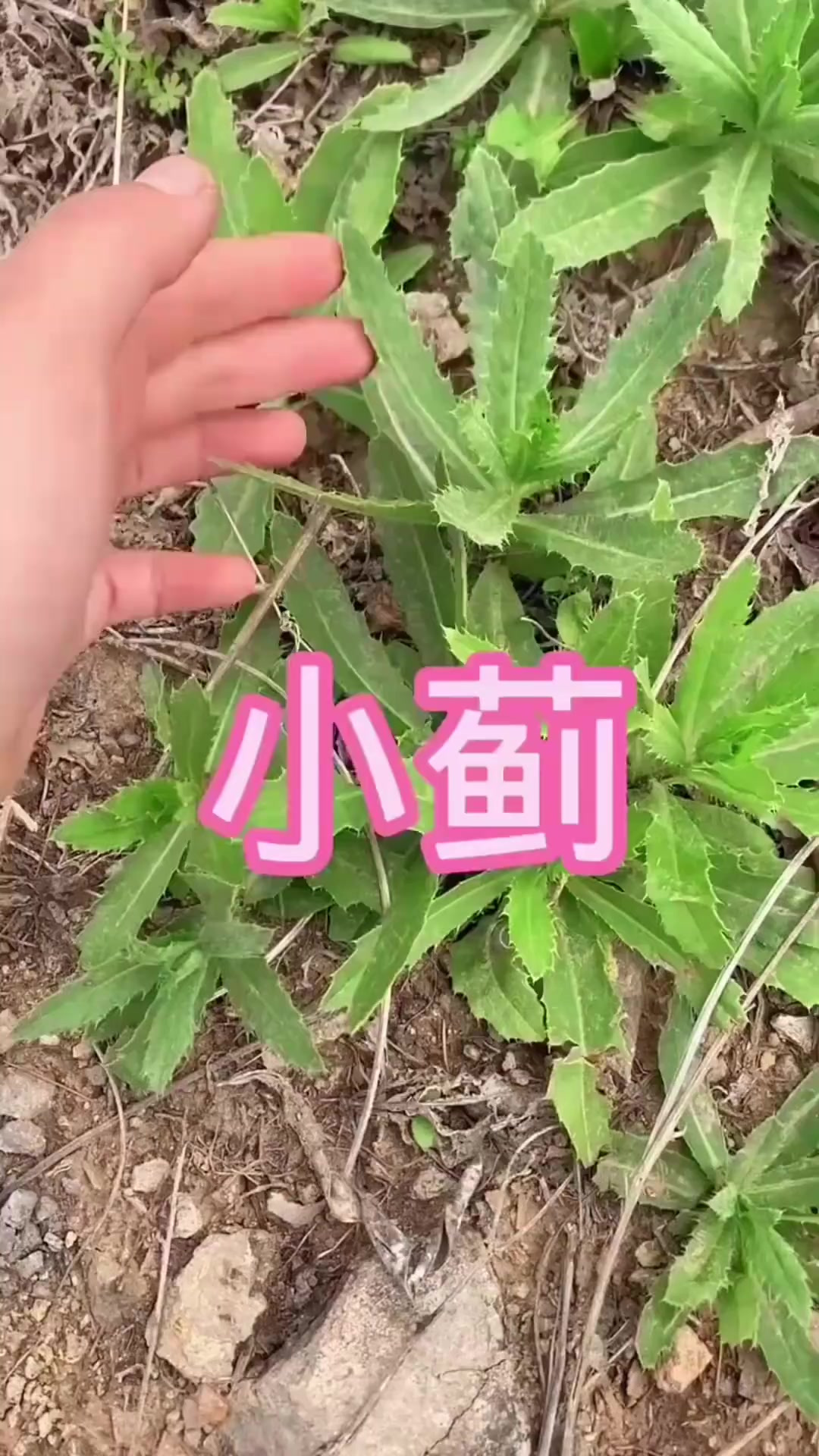 这个植物是小蓟，很多人也叫它刺菜