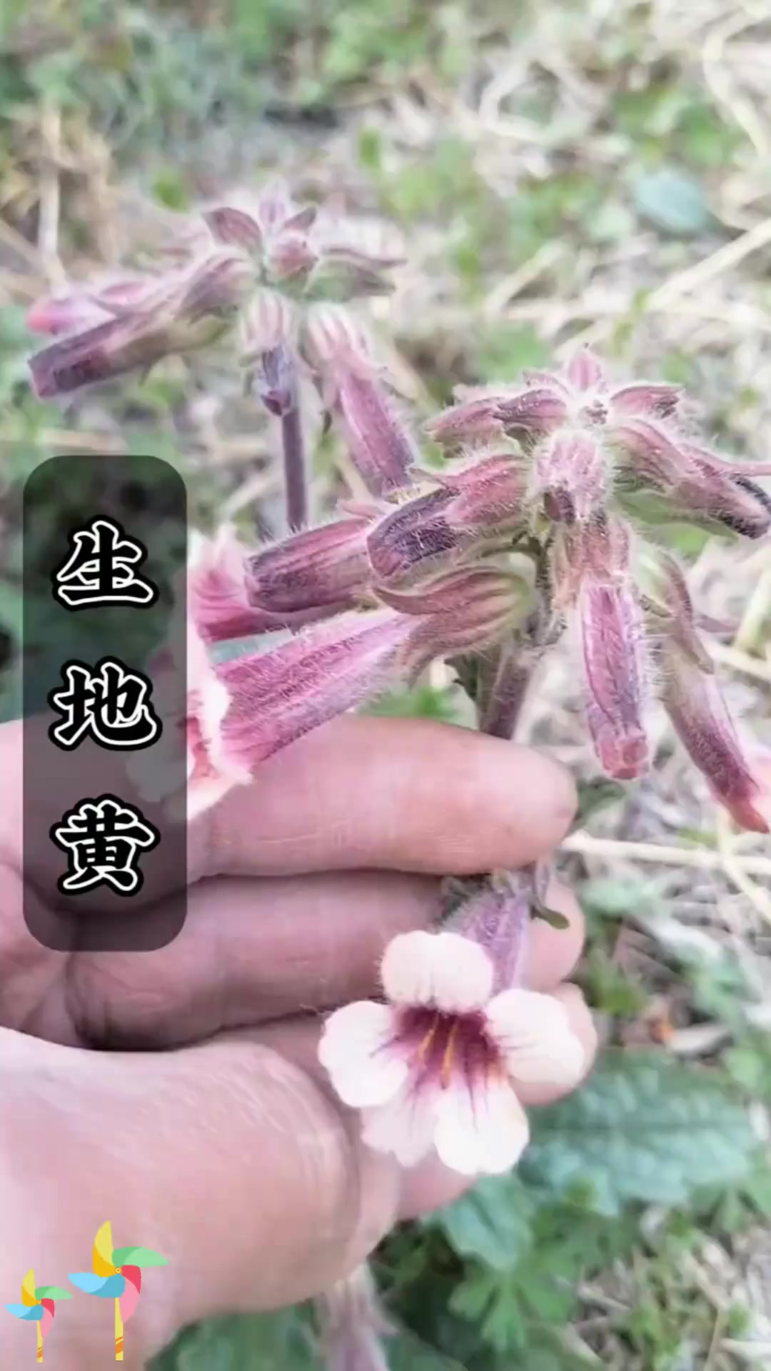 地黄，一种十分珍贵的中草药，奶奶叫它黄娘子根