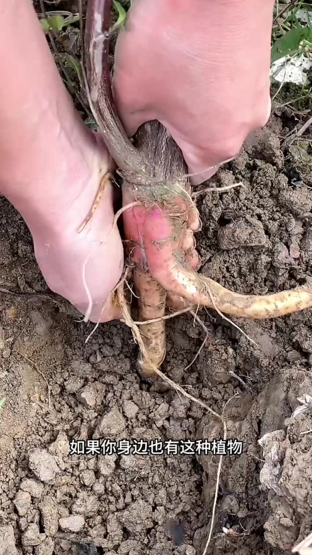 刺苋菜,也叫野苋菜,村里人常采挖它的根