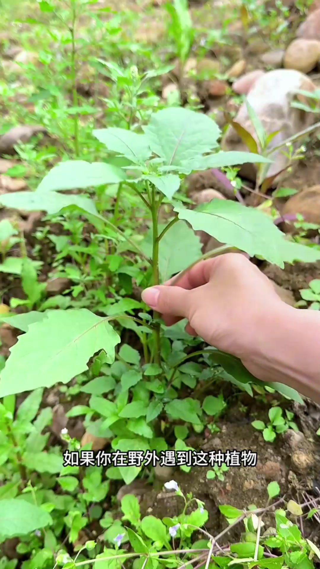 开春时的白花菜,遇见就不要错过了,农村人都很喜欢采摘它