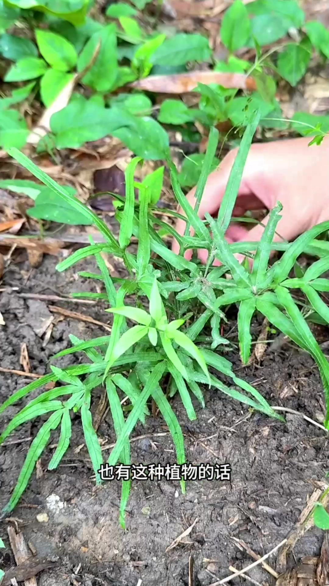 凤尾草的叶子像凤凰的尾巴,也像鸡的爪子,村里人常把它采收回家