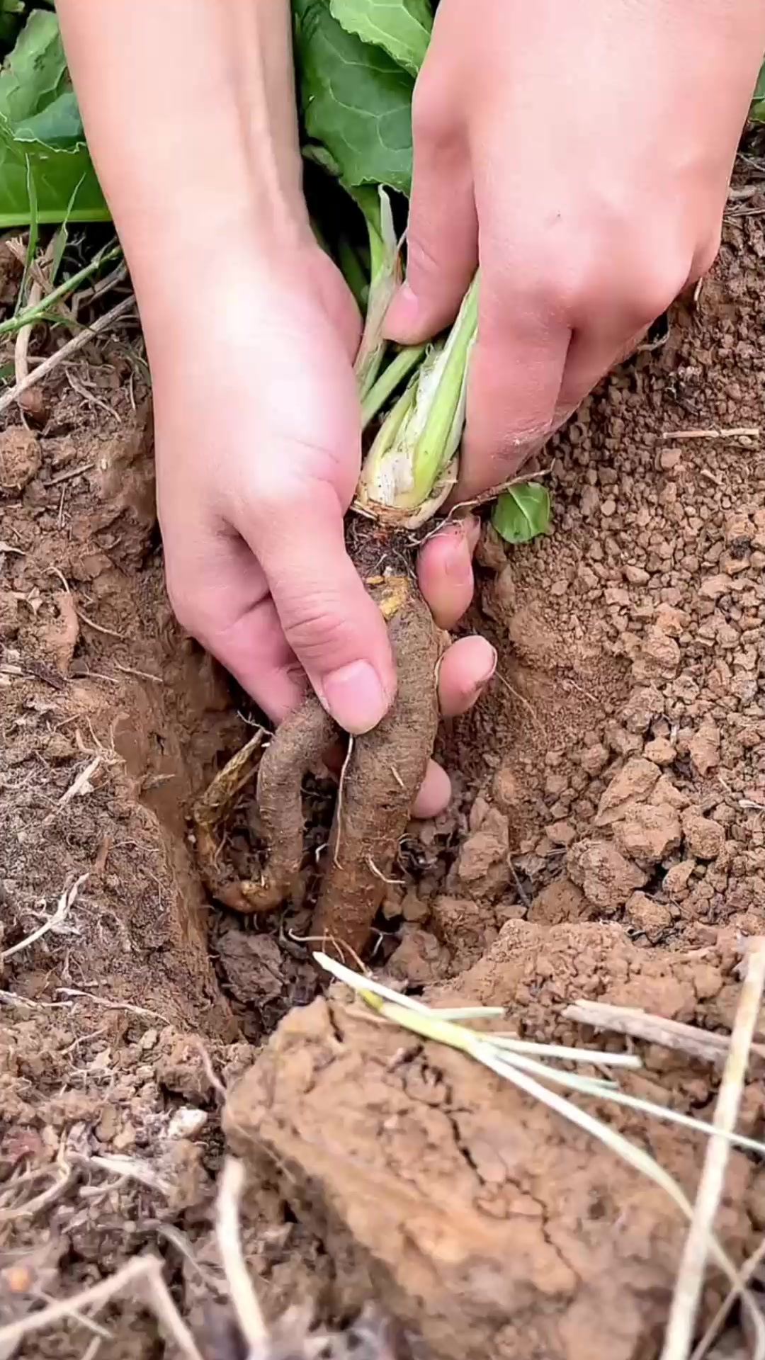 野菠菜也叫土大黄、羊蹄根,它在农村很常见