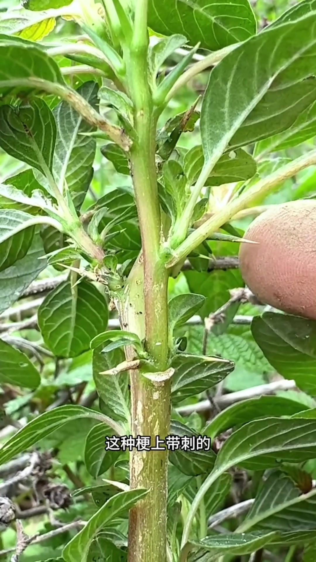 刺苋菜,我们农村人喜欢采收它的根块