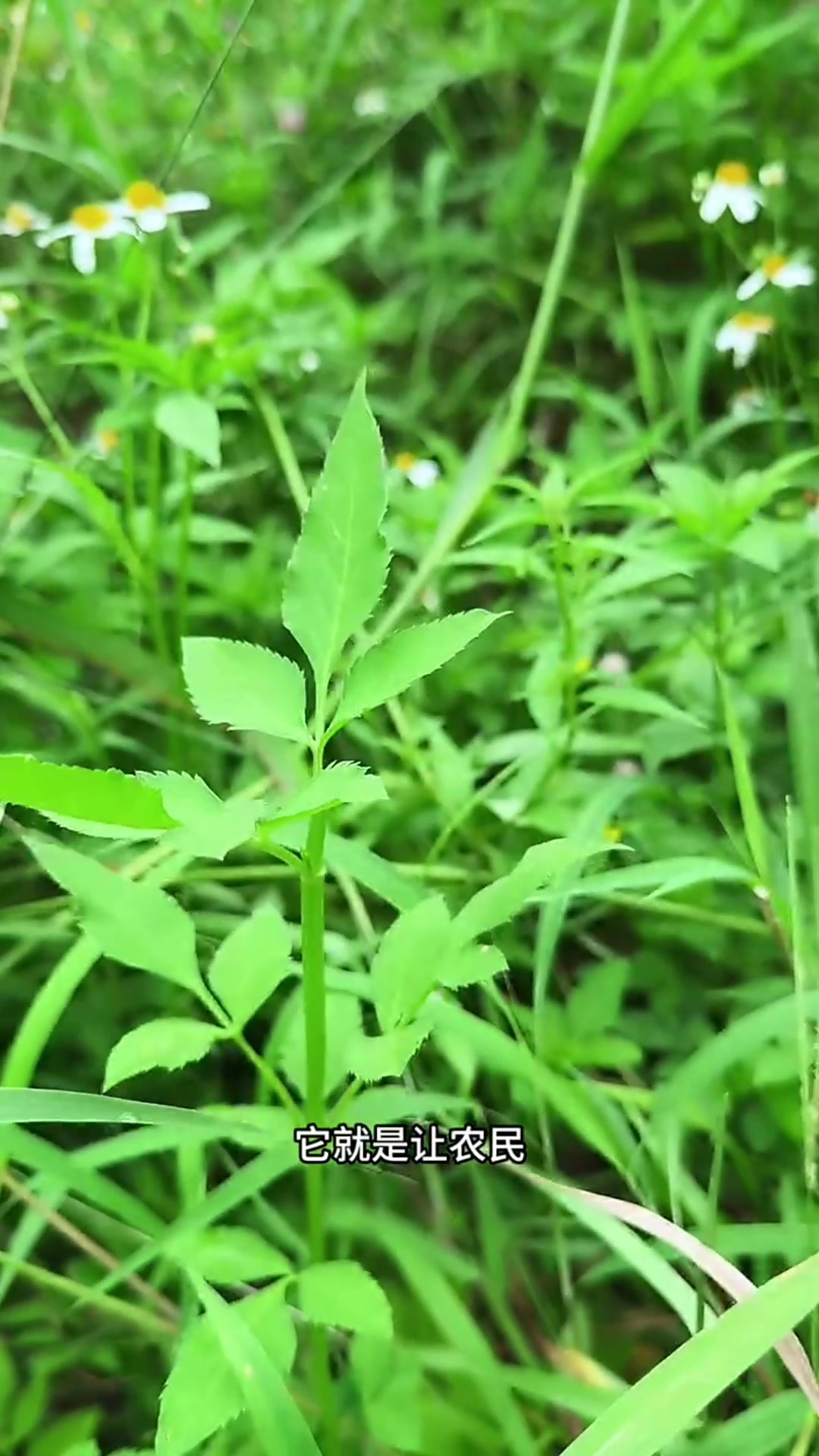 农村随处可见的鬼针草,也叫豆渣菜,村里的老辈人经常采摘它回家