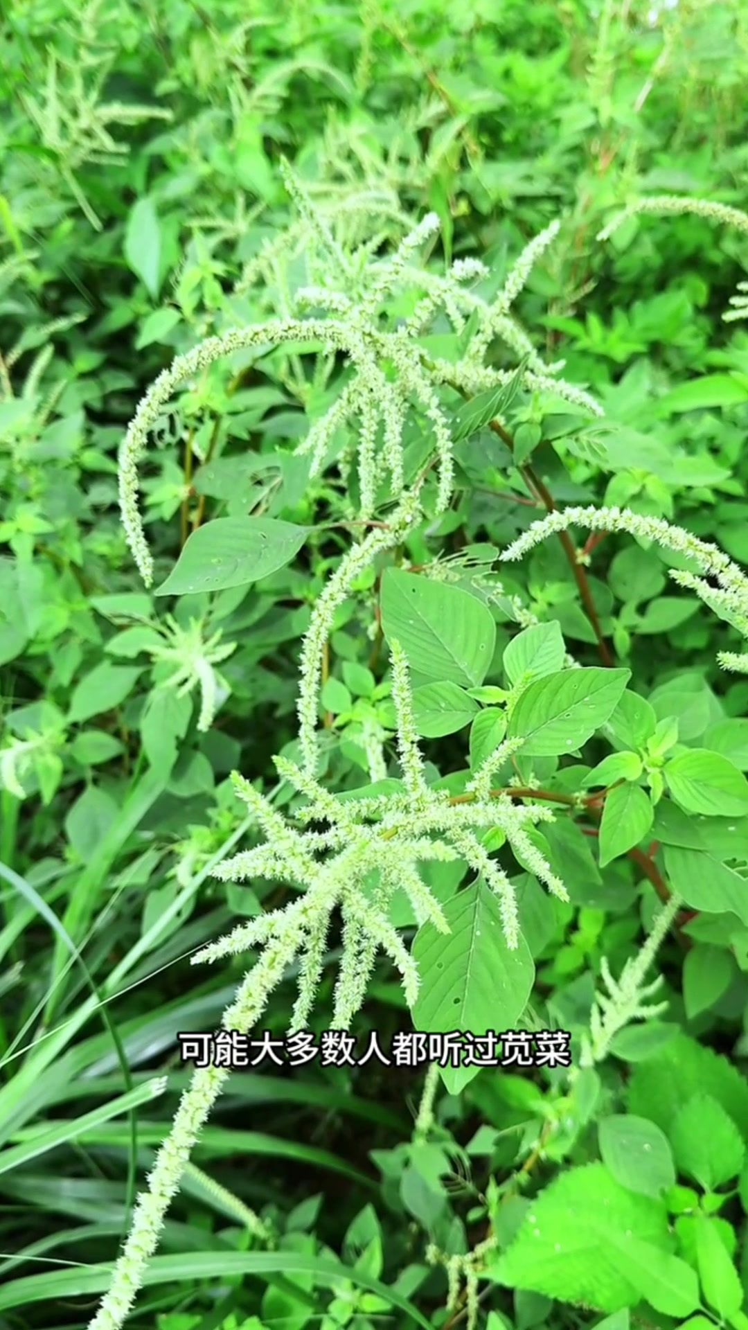每年春夏季节,村里人都会采摘些刺苋菜的花絮晒干