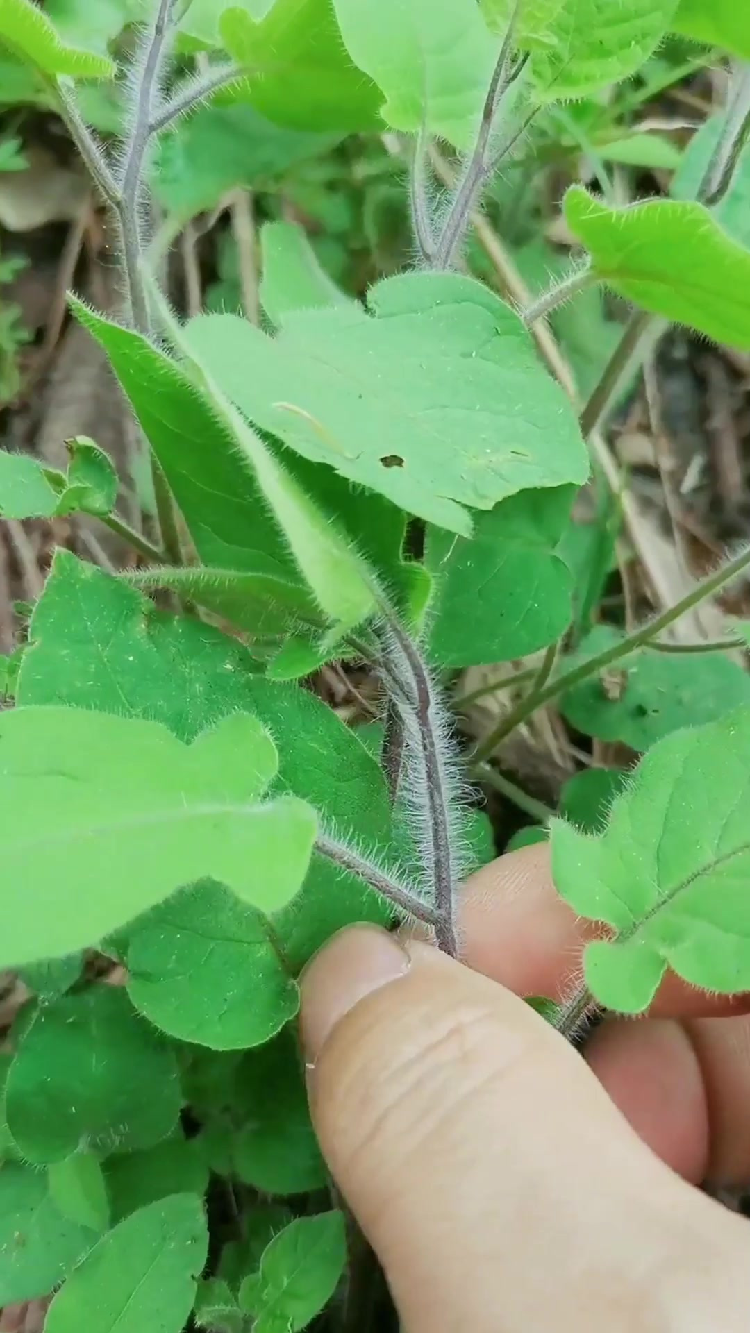 野外实拍50种野生中草药!