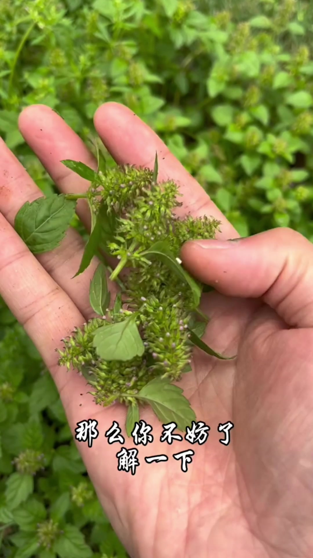 风轮菜,幼苗可食,形似夏枯草,你了解它的价值吗?