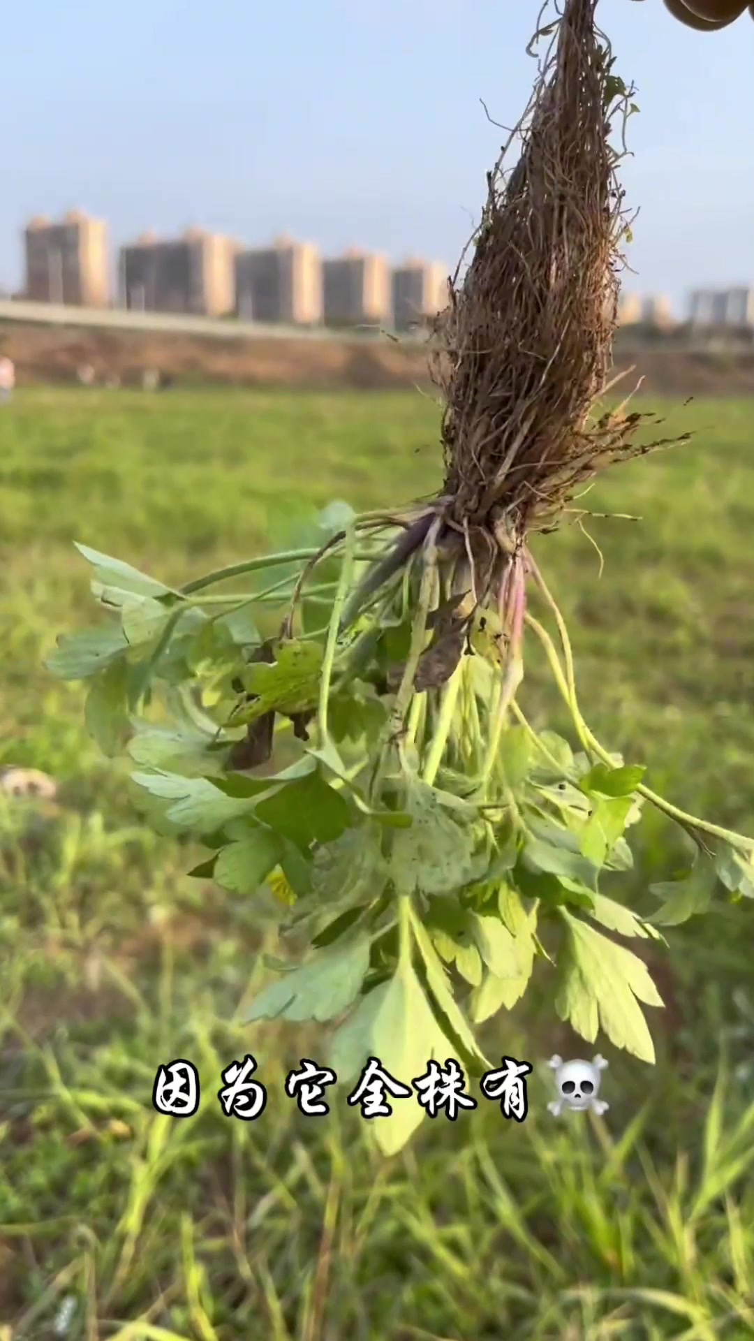 毛茛,又称鸭脚板、水茛,它的价值你了解吗?