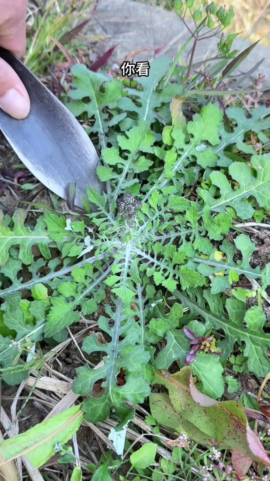 泥胡菜,又名石灰菜,紫红色花朵,农村人在田里采挖泥胡菜