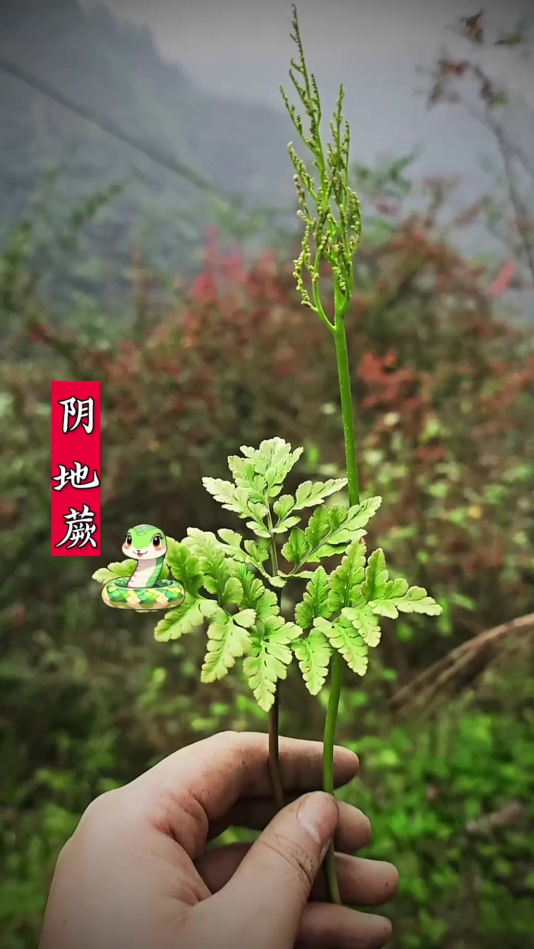 《九香虫:农村渐少的独特美食探秘》