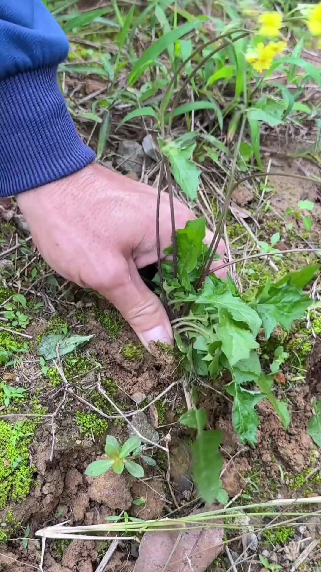 开小黄花的黄鹌菜,别名野青菜,农村人常采挖这种植物,你认识吗