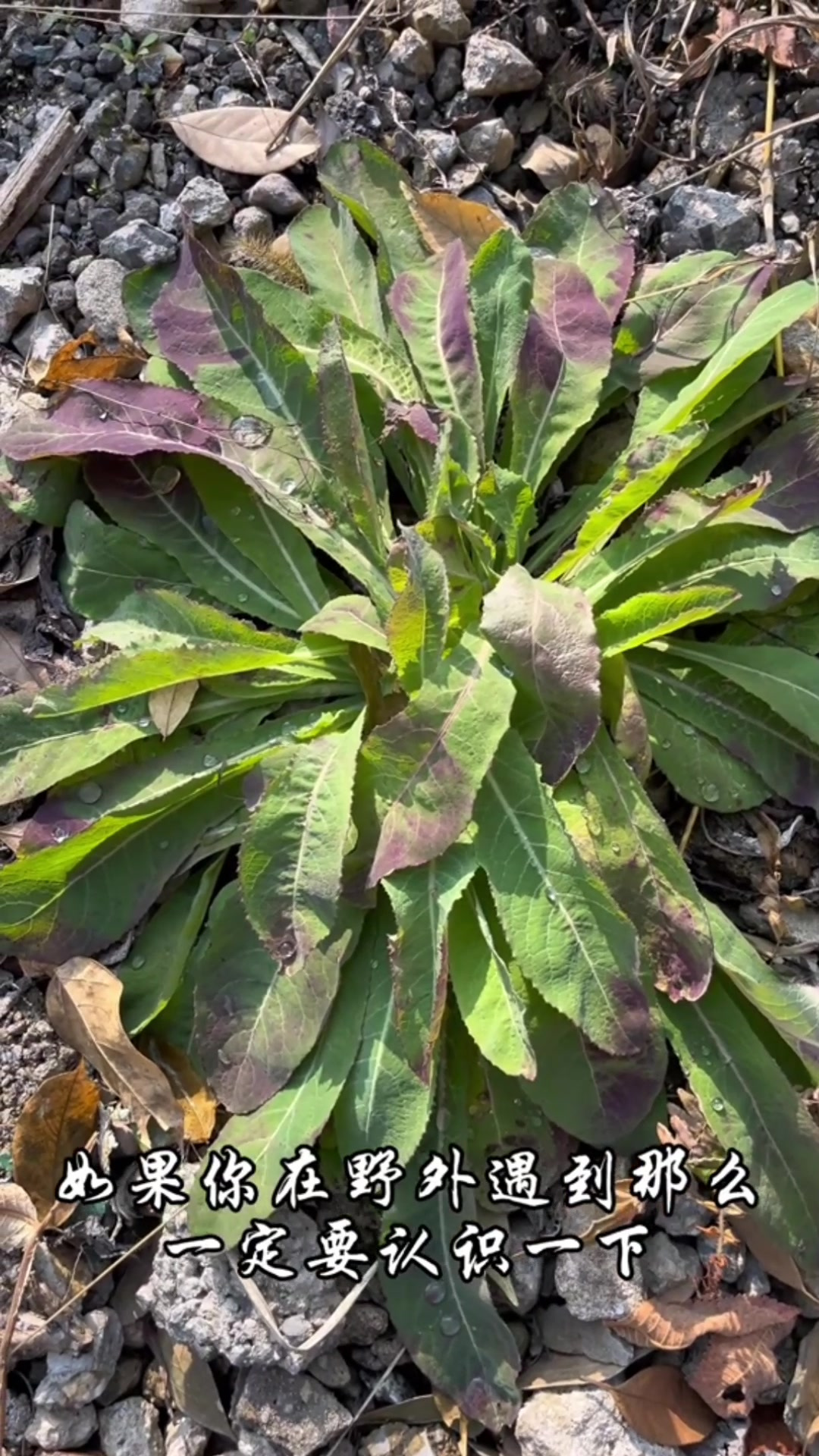 苣荬菜,又称长征菜、功臣菜、救命菜,你知道这种植物吗?