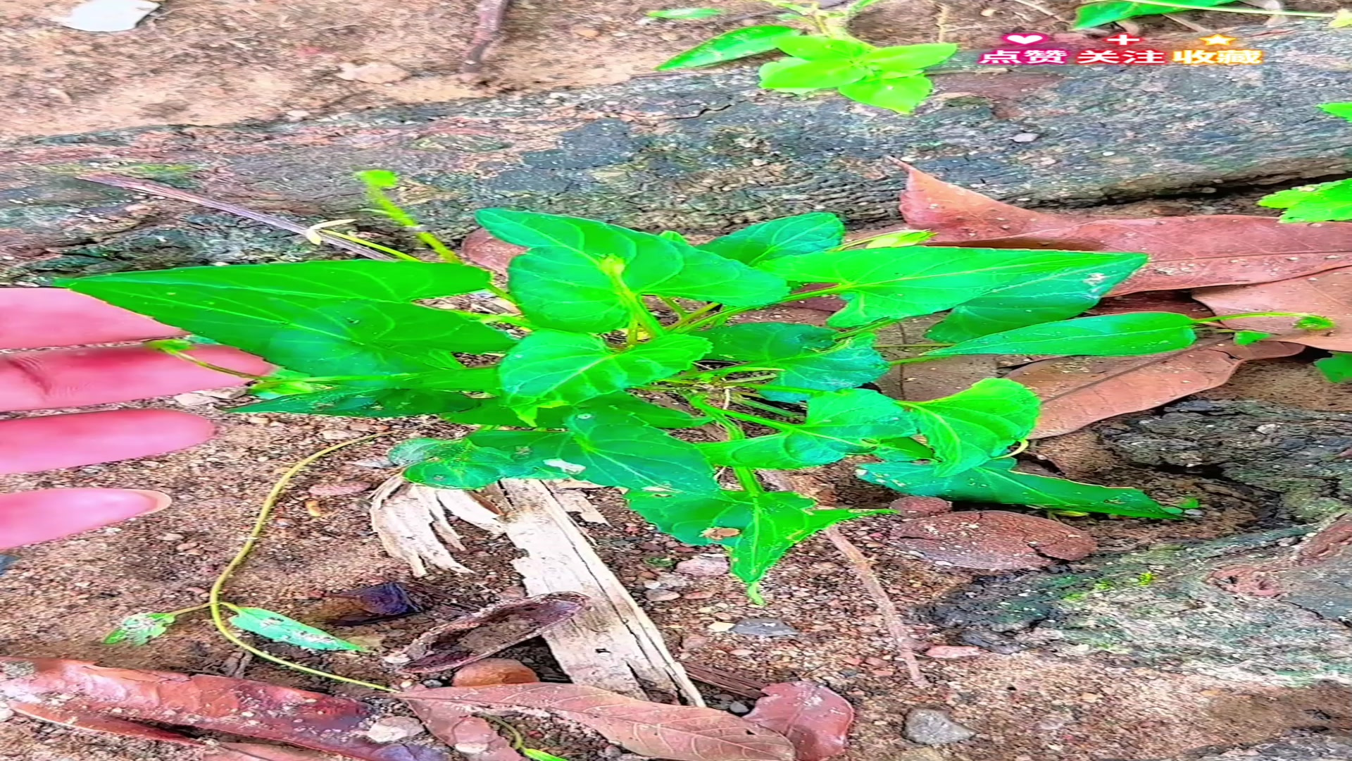 野生植物紫花地丁又叫犁头草、野堇菜,村里的老人遇见都会采挖些