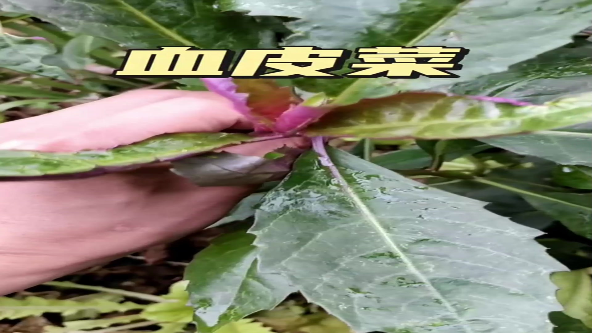 血皮菜又名补血菜、紫背菜