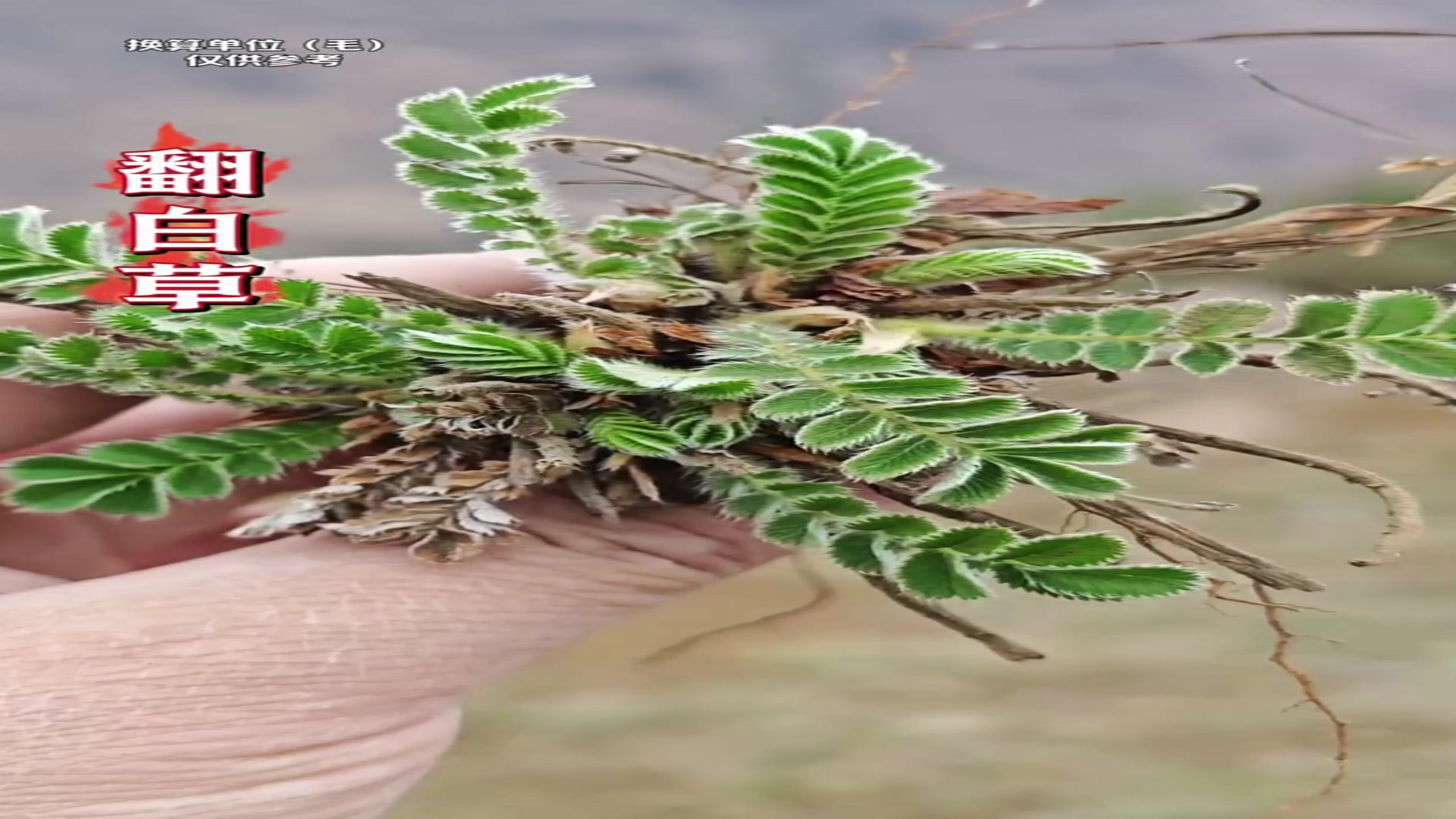 科普你没见过的植物,翻白草,委陵菜