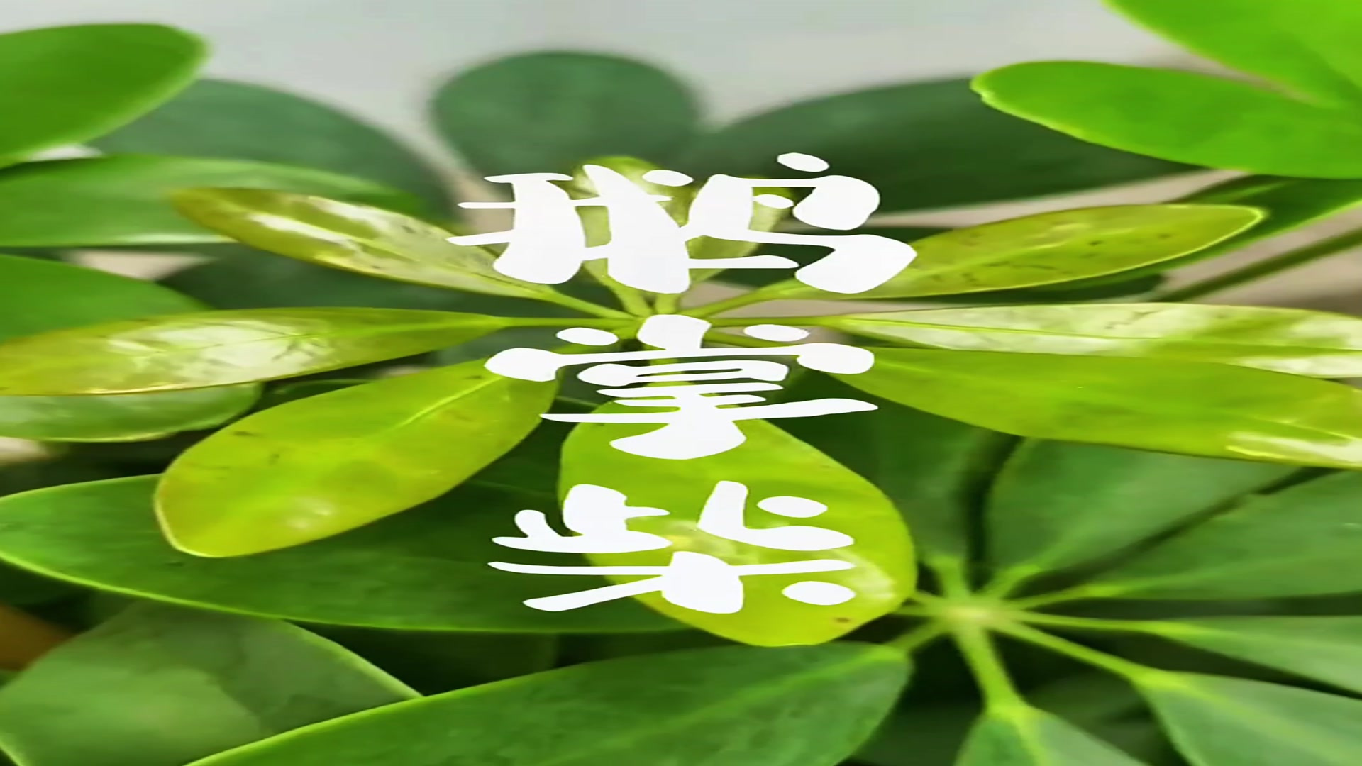 鹅掌柴植物科普庭院植物