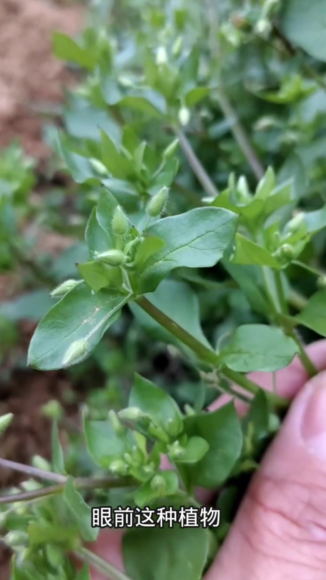 在田间地头常被当杂草除掉的鹅肠菜,其实它的药用价值很高,你认