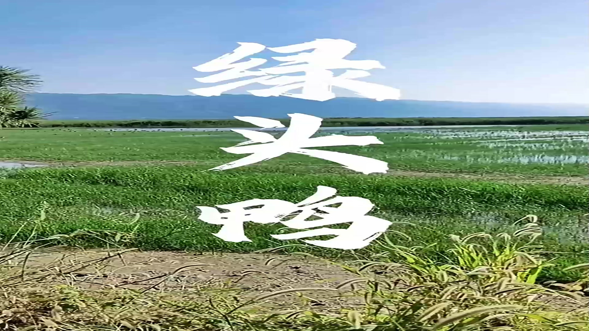 绿头鸭现场实拍科普一下