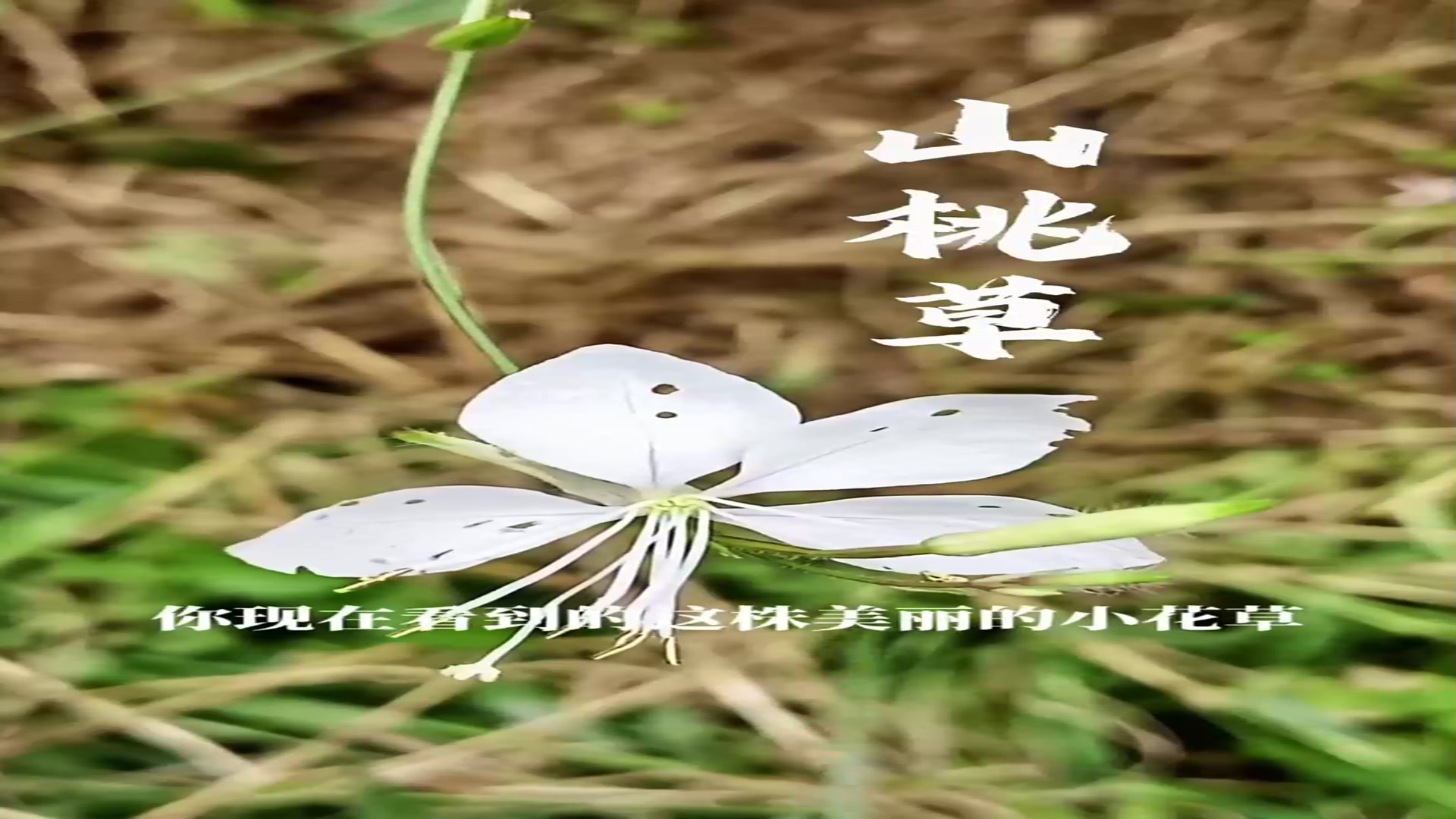 山桃草奇花异草一花一草