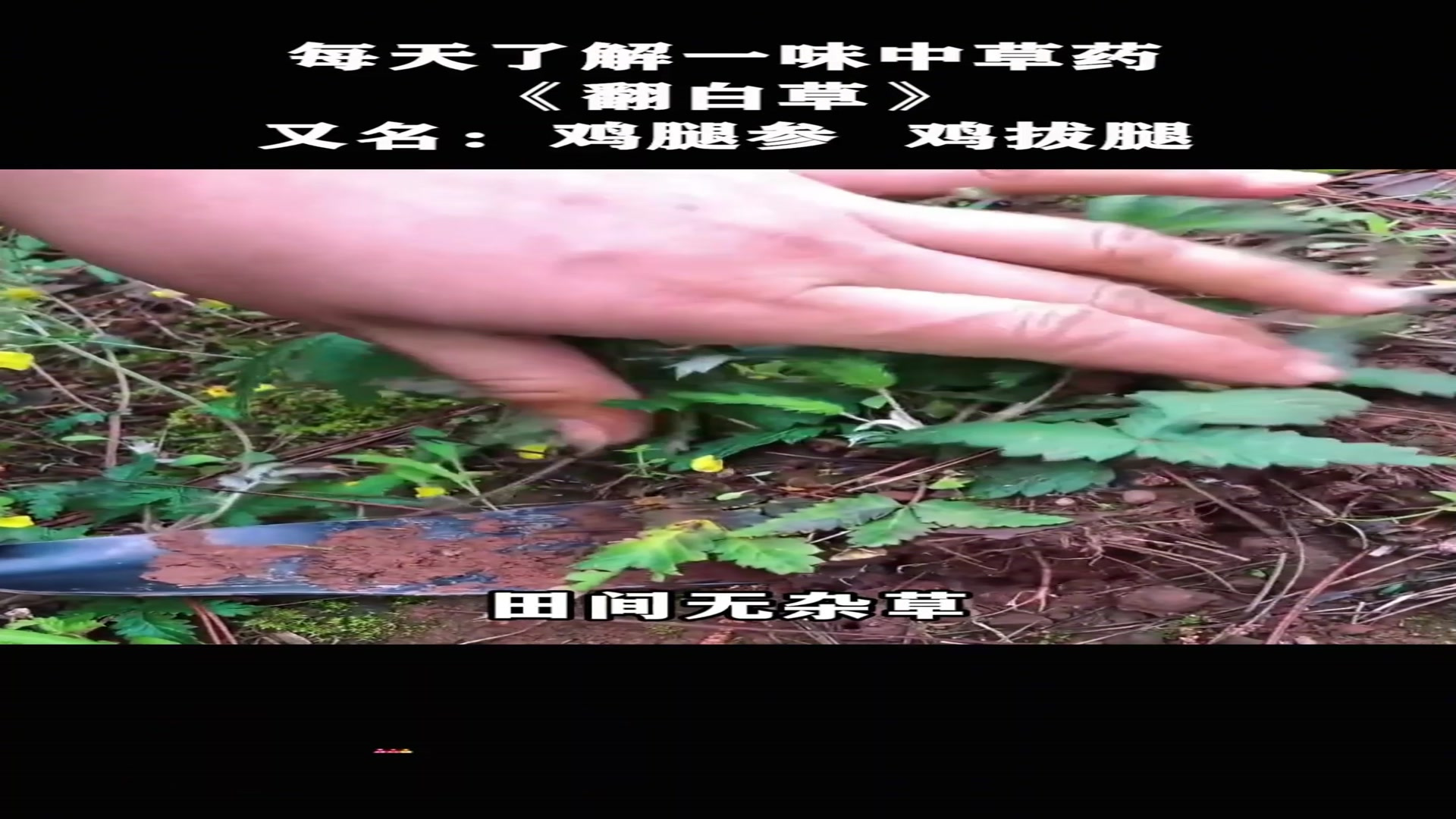 植物科普,翻白草又叫鸡腿参,后的零食,你们还记得它的名字吗?