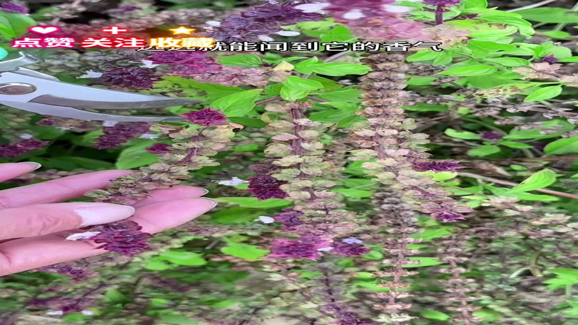 植物科普,鱼香菜,全株香气浓郁,你认识它吗?农村人采摘鱼香菜