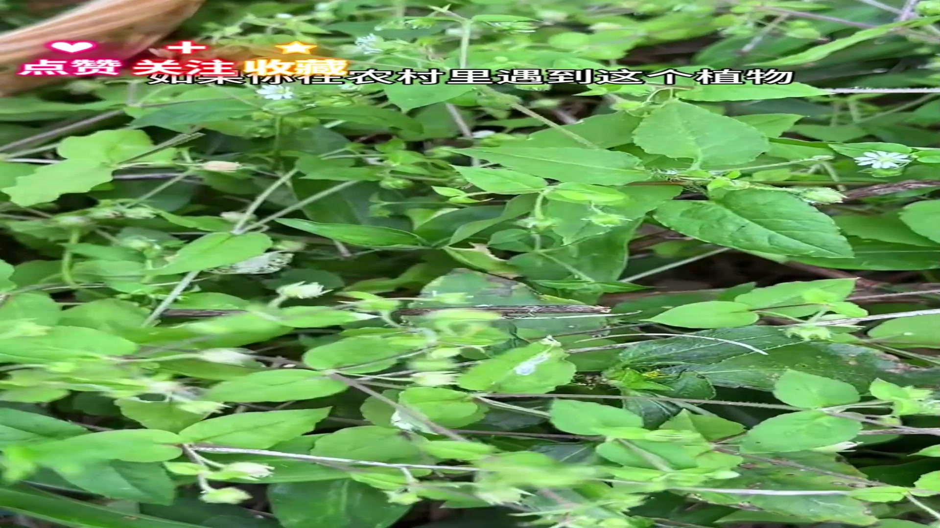 植物科普,长在菜园边的鹅肠菜,白花细茎,我们农村人经常采摘它