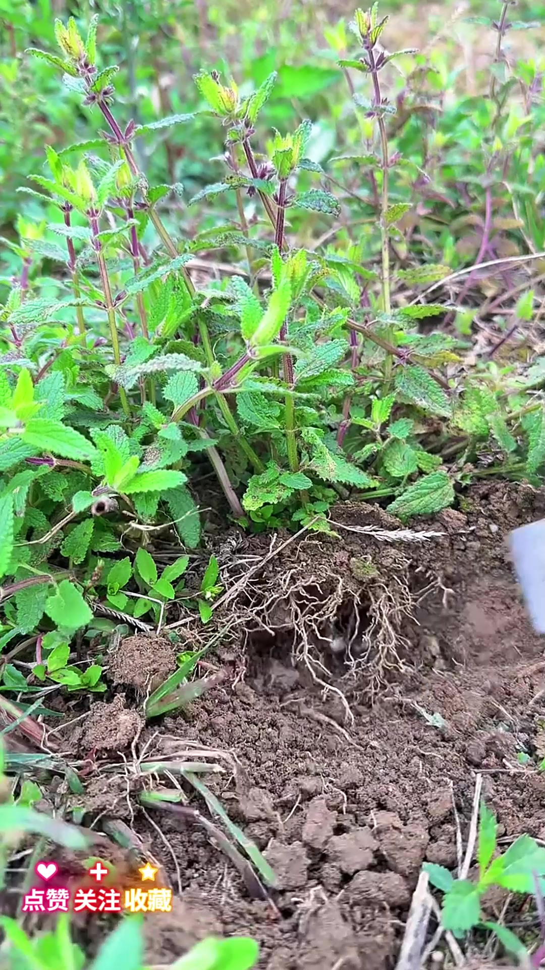 植物科普宝塔菜,你有见过吗