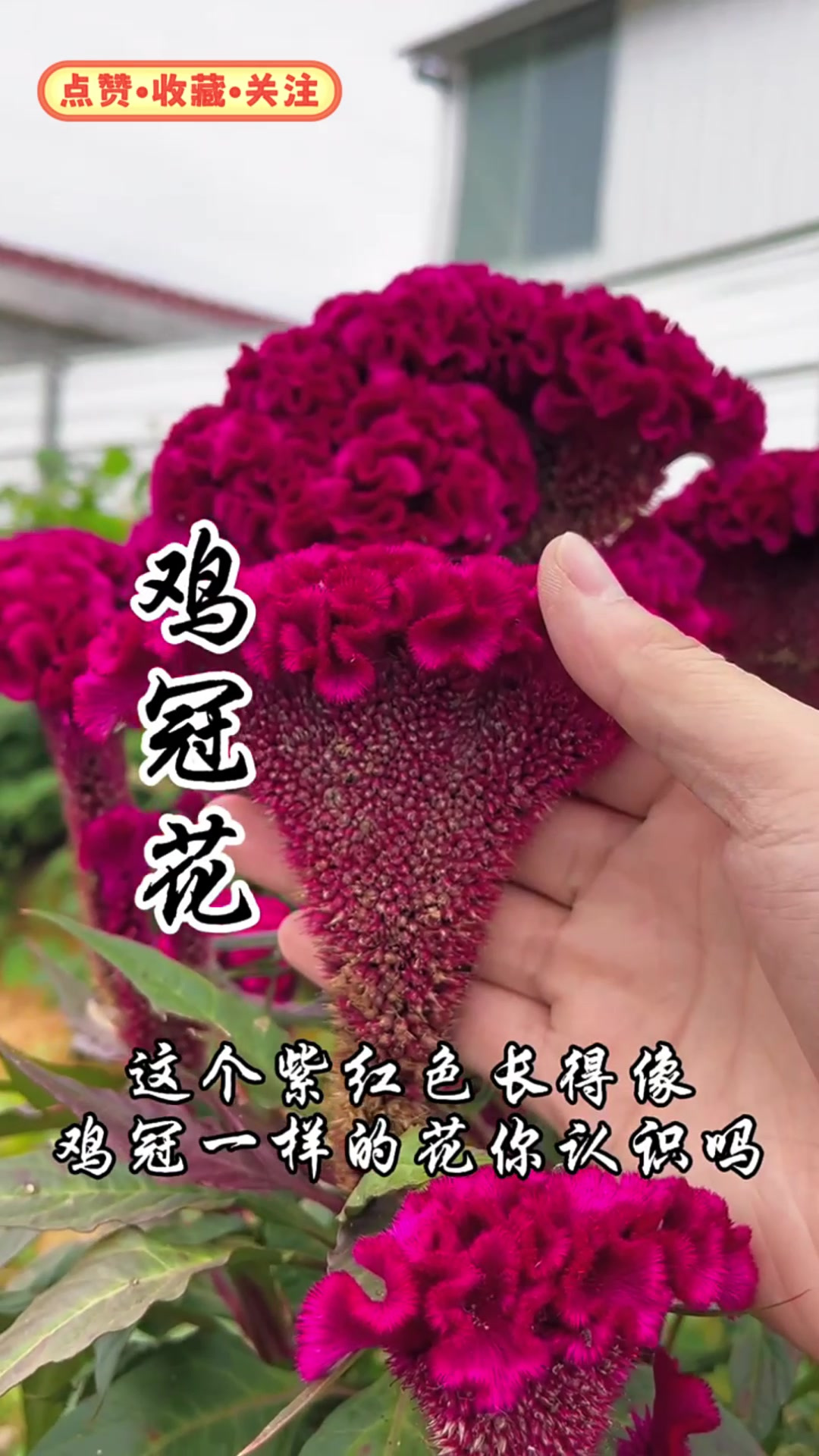 你知道吗?鸡冠花,一种对女性非常友好的神奇植物!