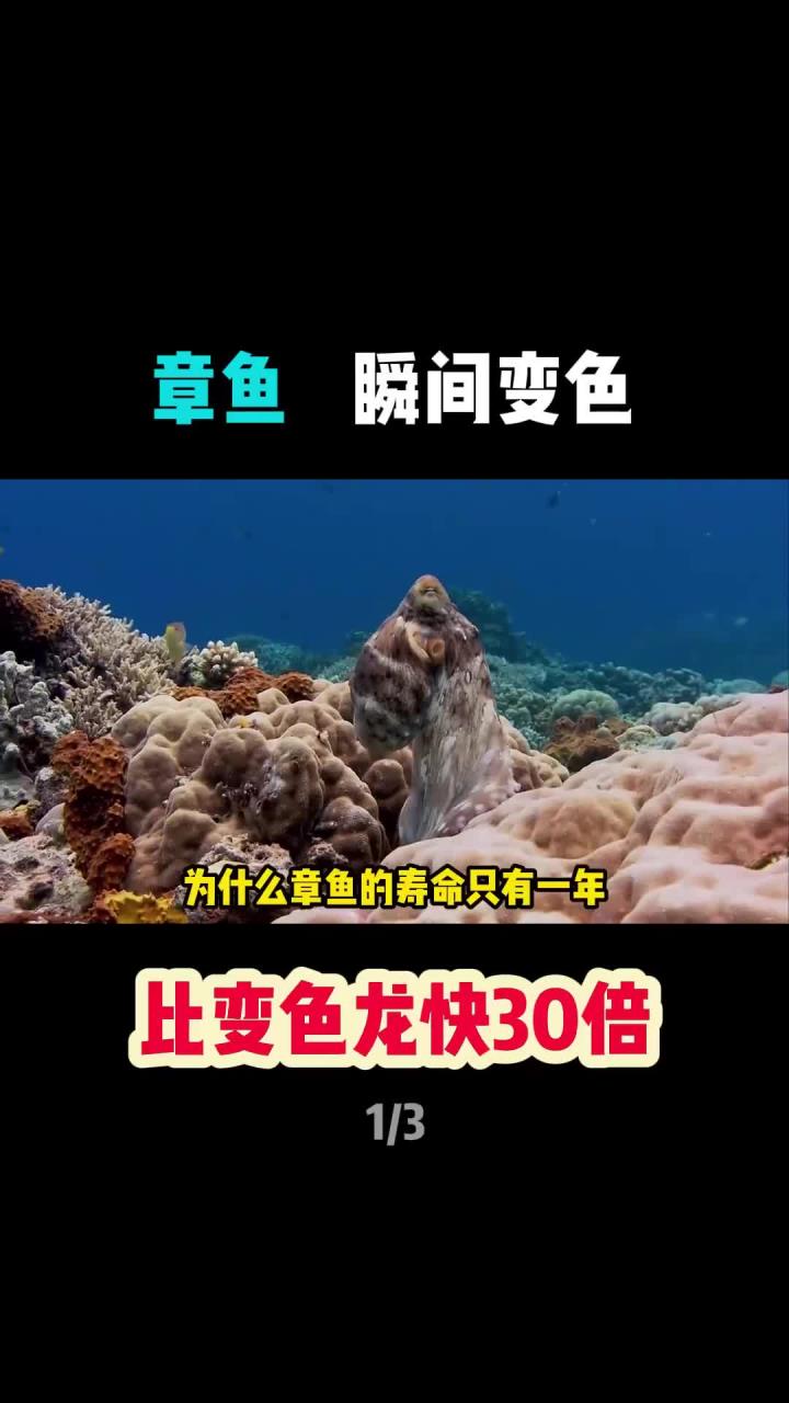 章鱼变色速度惊人,秒超变色龙!