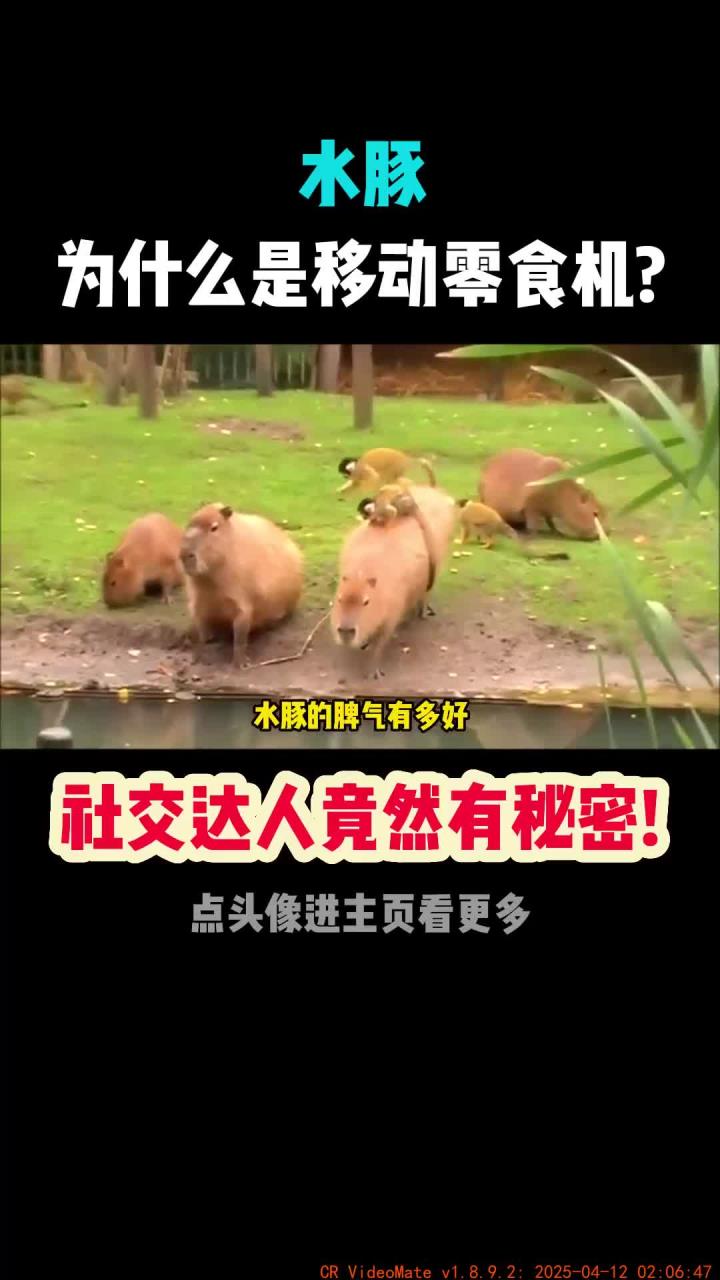 水豚身上站满小动物,原来它是社交高手和零食供应站!
