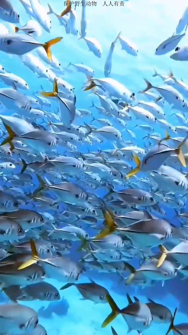 梦幻海底世界中的珊瑚礁鱼群