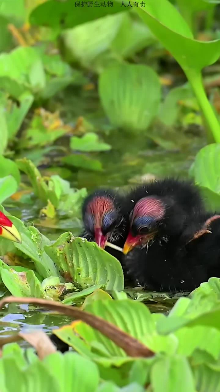 黑水鸡为幼鸟提供养分