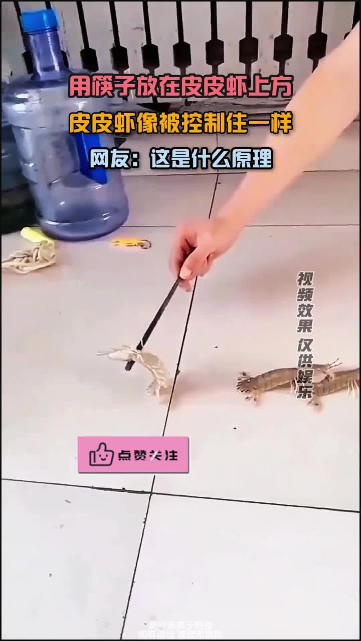 筷子放在皮皮虾上方,皮皮虾像被控制住一样,网友:这是什么原理