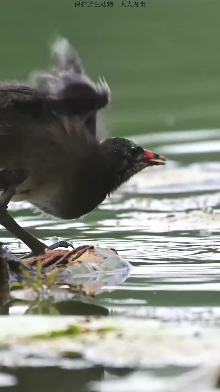 黑水鸡幼鸟饲养技巧分享