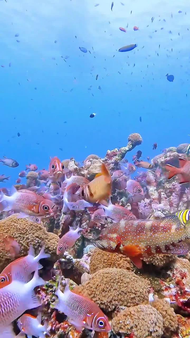 五彩斑斓的海底世界,鱼群舞动的美丽景象
