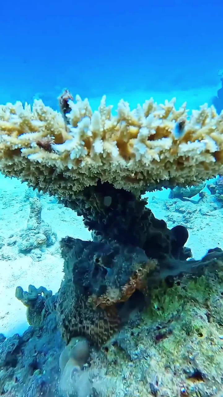 深海鱼群的奇妙世界探秘