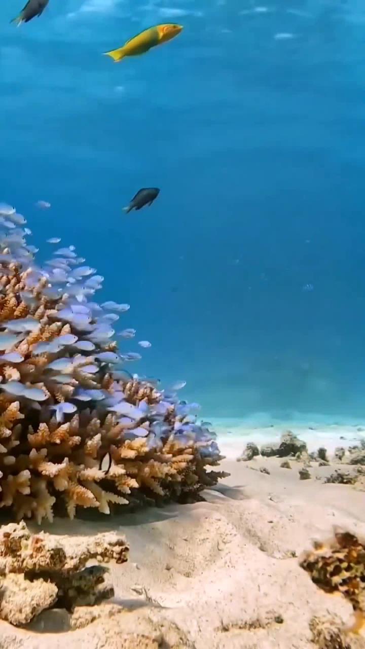 海底美人鱼是否真实存在?揭开神秘面纱