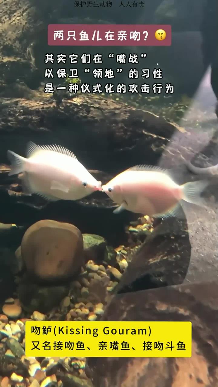 鱼儿嘴战：领地保护中的仪式性攻击表现