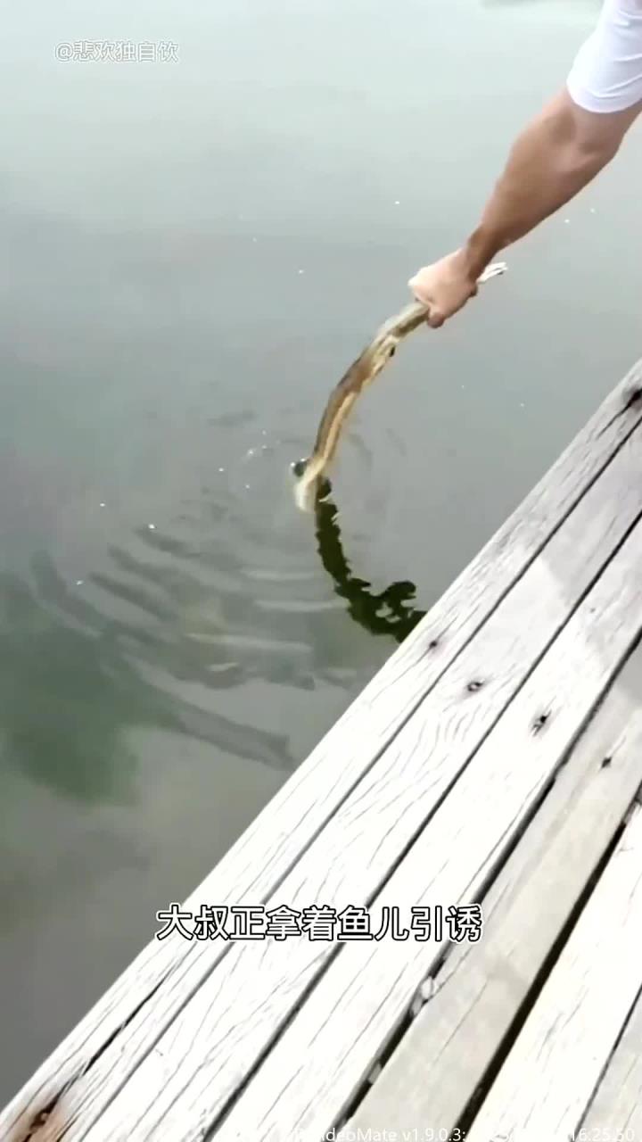 大叔捕获一条巨型黑猫鱼