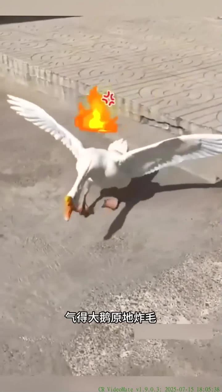 大鹅猛烈反击 狗狗遭受疯狂攻击