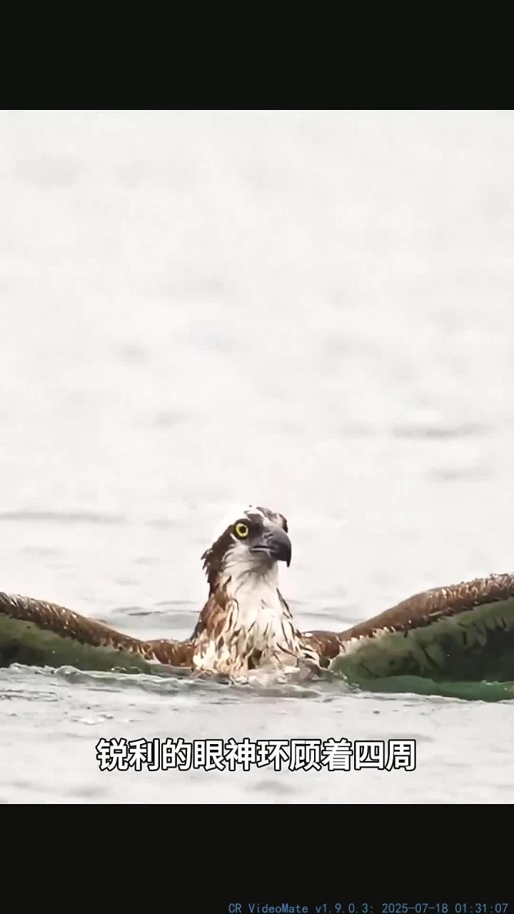 鱼鹰捕获庞大鲑鱼的精彩时刻