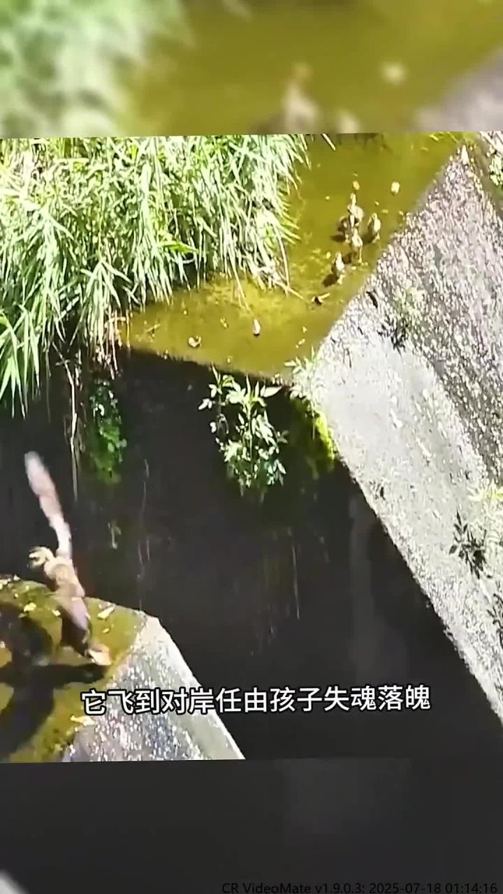 鸭子妈妈回到水中，小鸭子在岸边焦急等候