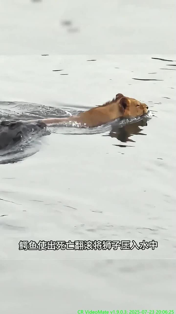 狮子进入河中，鳄鱼立即展开突袭