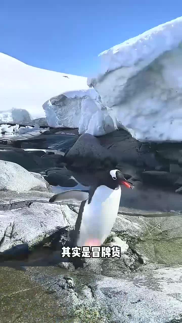 企鹅种类早已灭绝的有趣科普知识