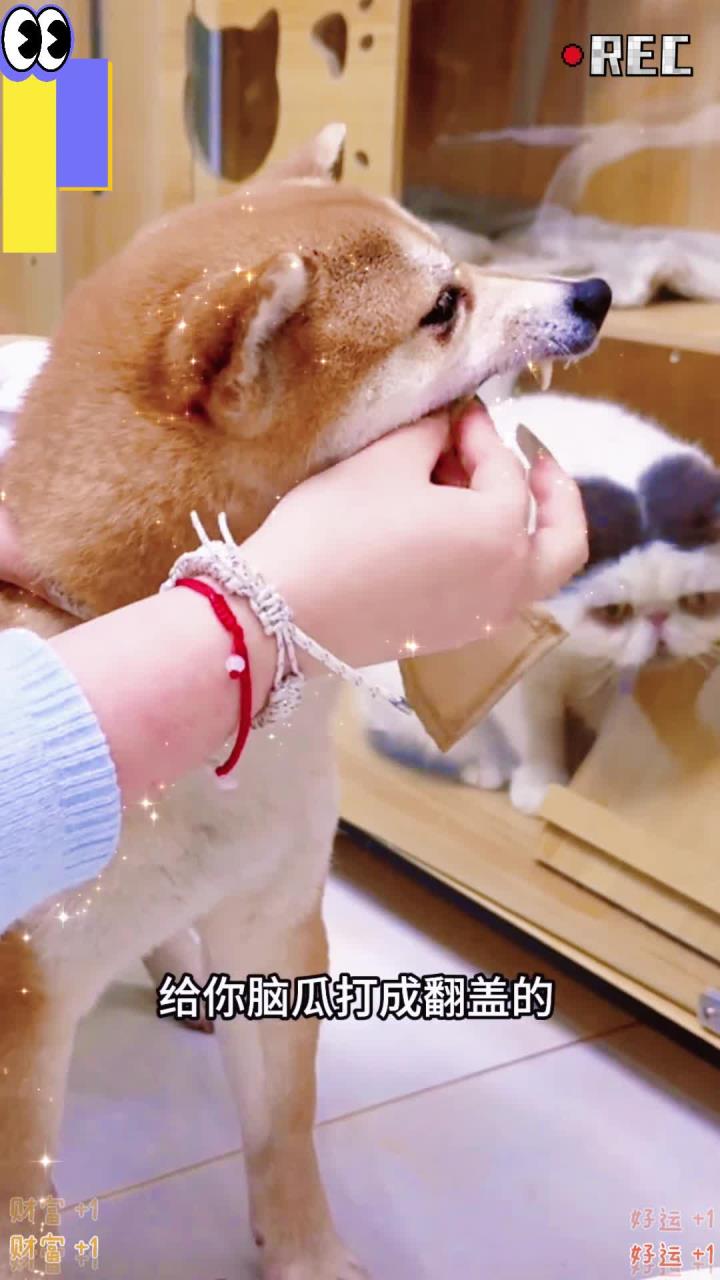 小立本今天吃:鲜虾鱼板面