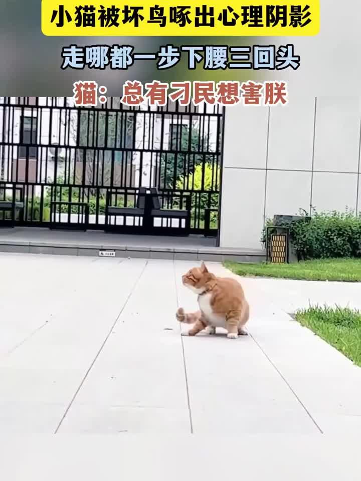 小猫被坏鸟啄出心理阴影,走哪都一步下腰三回头,猫:总有刁民想