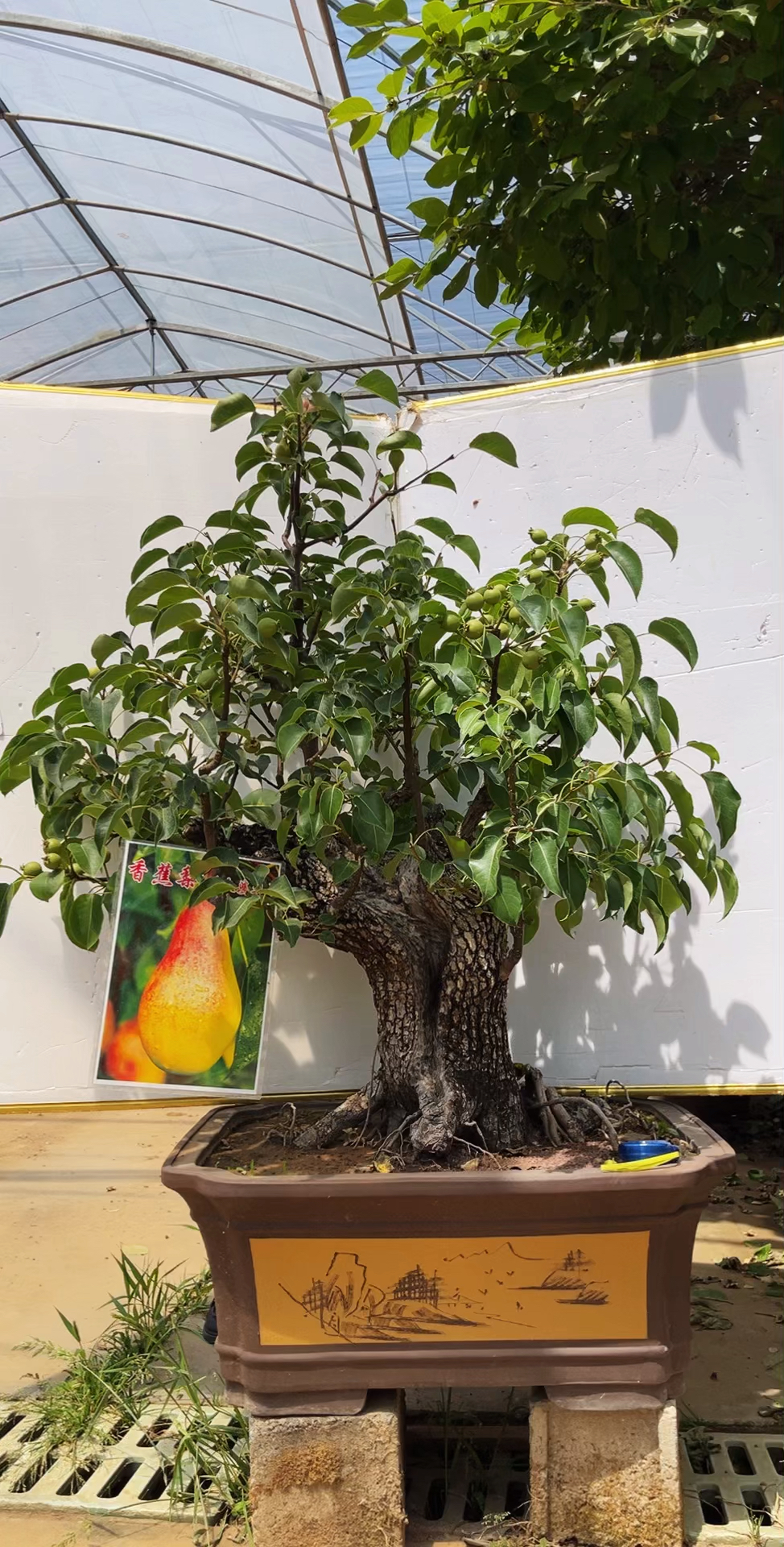 大老桩梨树盆景